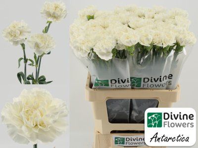 Срезанные цветы оптом Dianthus st antarctica от 80шт из Голландии с доставкой по России