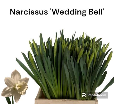 Срезанные цветы оптом Narcissus si wedding bell от 100шт из Голландии с доставкой по России