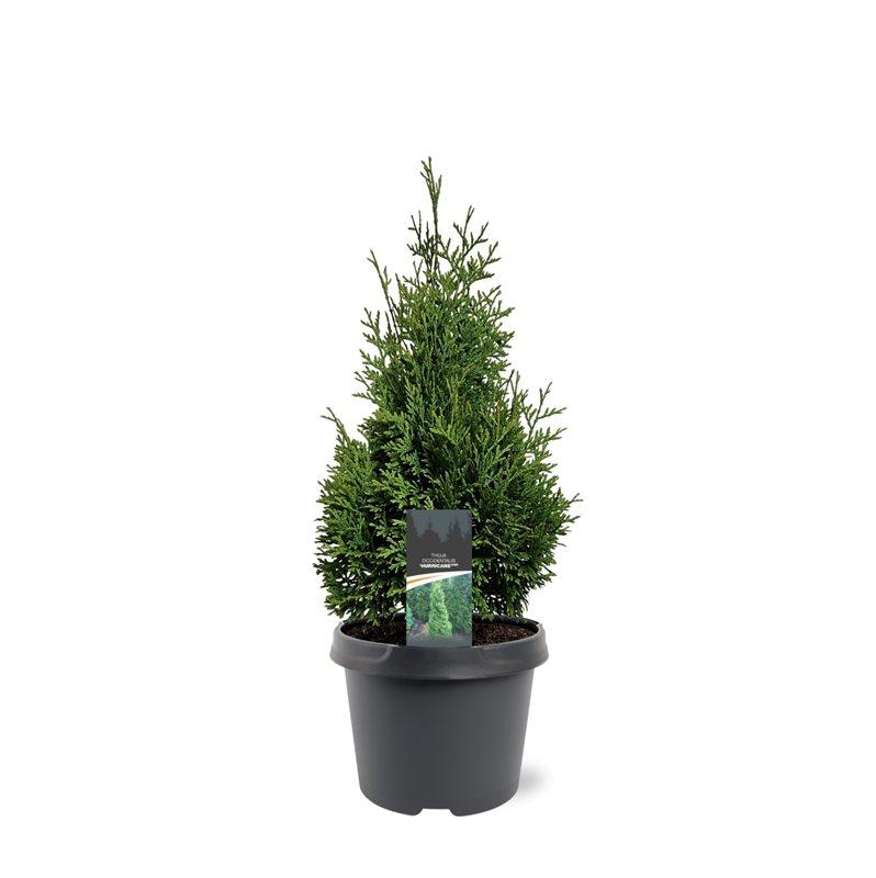 Горшечные цветы и растения оптом Thuja Occ Hurricane от 1шт из Голландии с доставкой по России