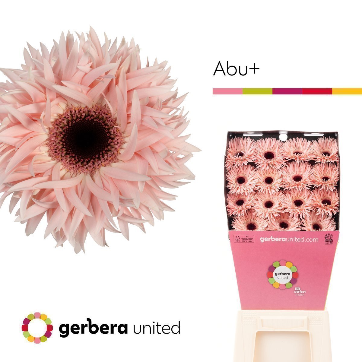 Срезанные цветы оптом Gerbera diamond gerspider abu+ от 30шт из Голландии с доставкой по России