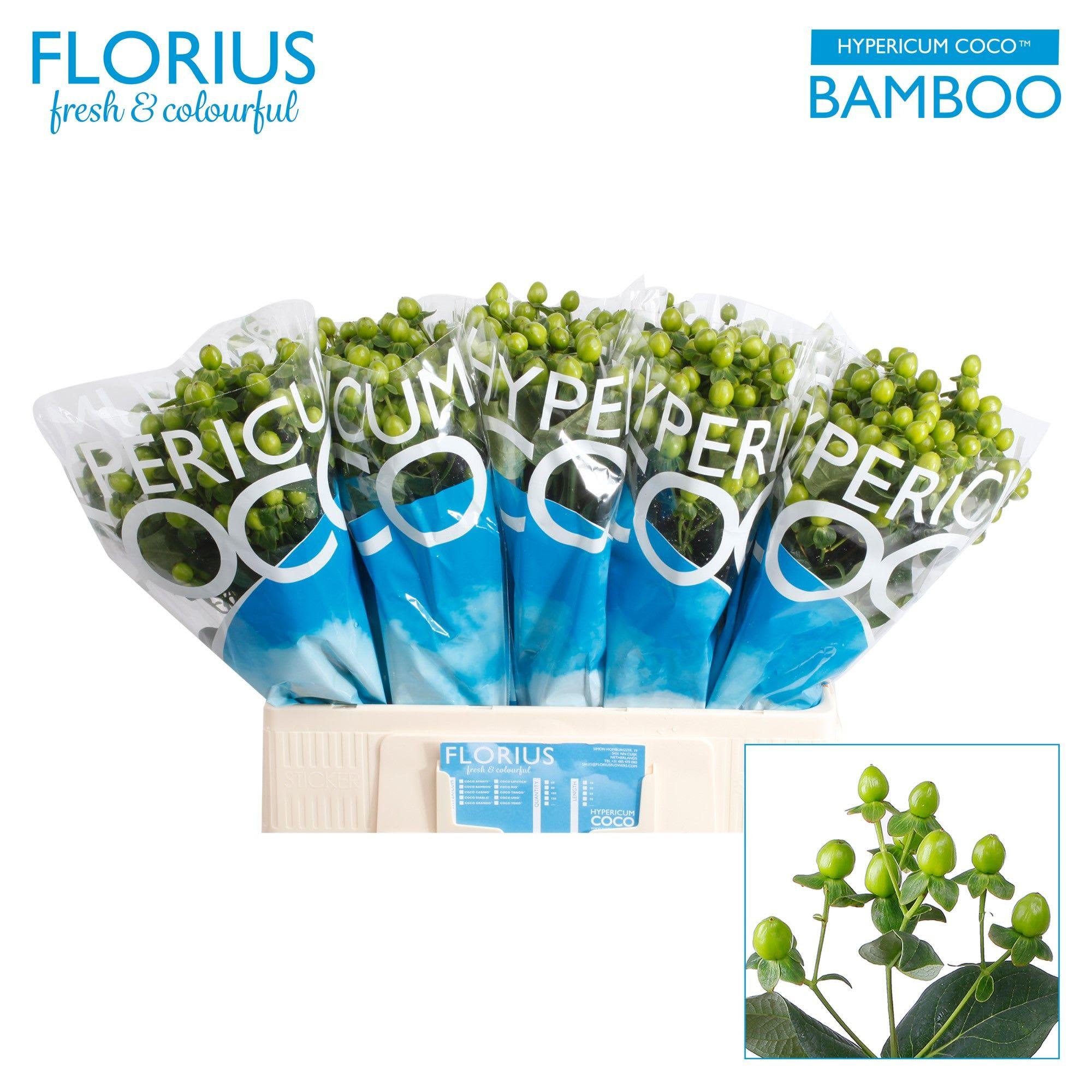 Срезанные цветы оптом Hypericum coco bamboo от 100шт из Голландии с доставкой по России