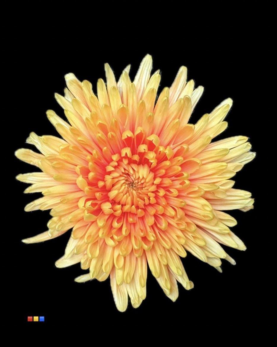 Срезанные цветы оптом Chrys bl paint topspin sunshine от 60шт из Голландии с доставкой по России