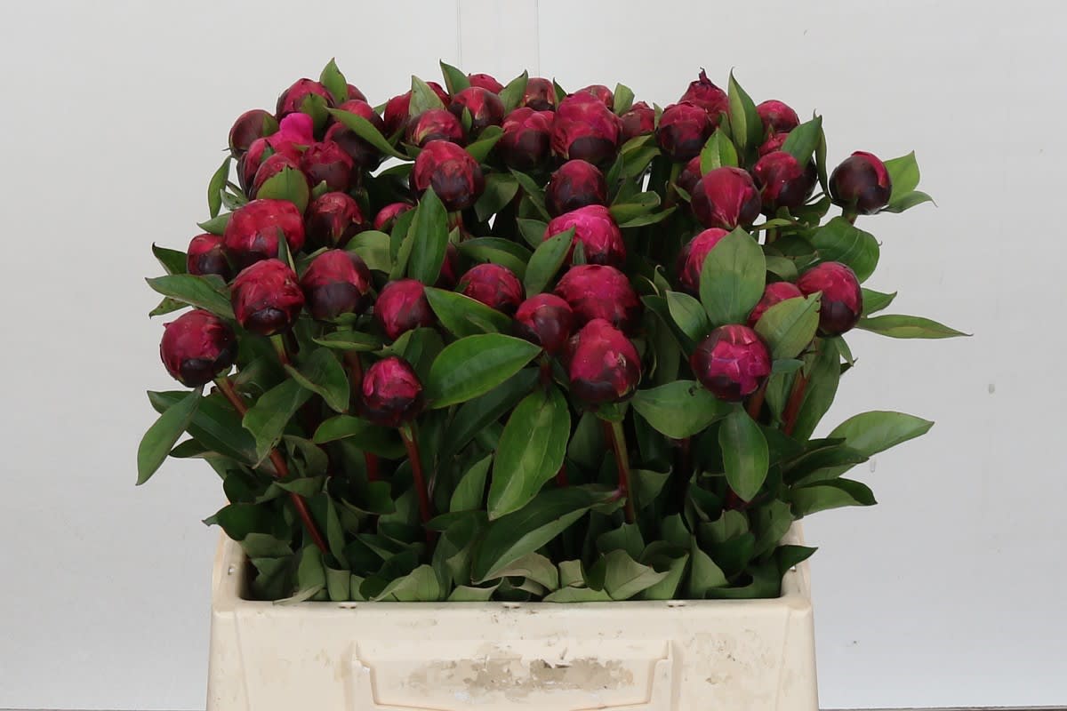 Срезанные цветы оптом Paeonia red sarah bernhardt от 60шт из Голландии с доставкой по России