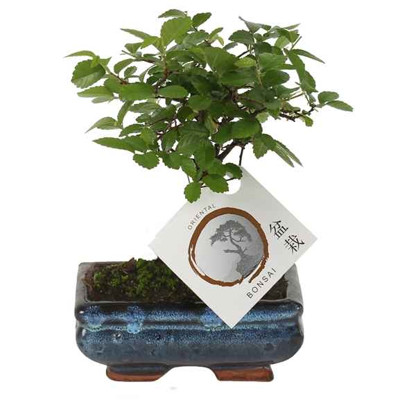 Горшечные цветы и растения оптом Bonsai Mix Pot In Ceramic от 13шт из Голландии с доставкой по России