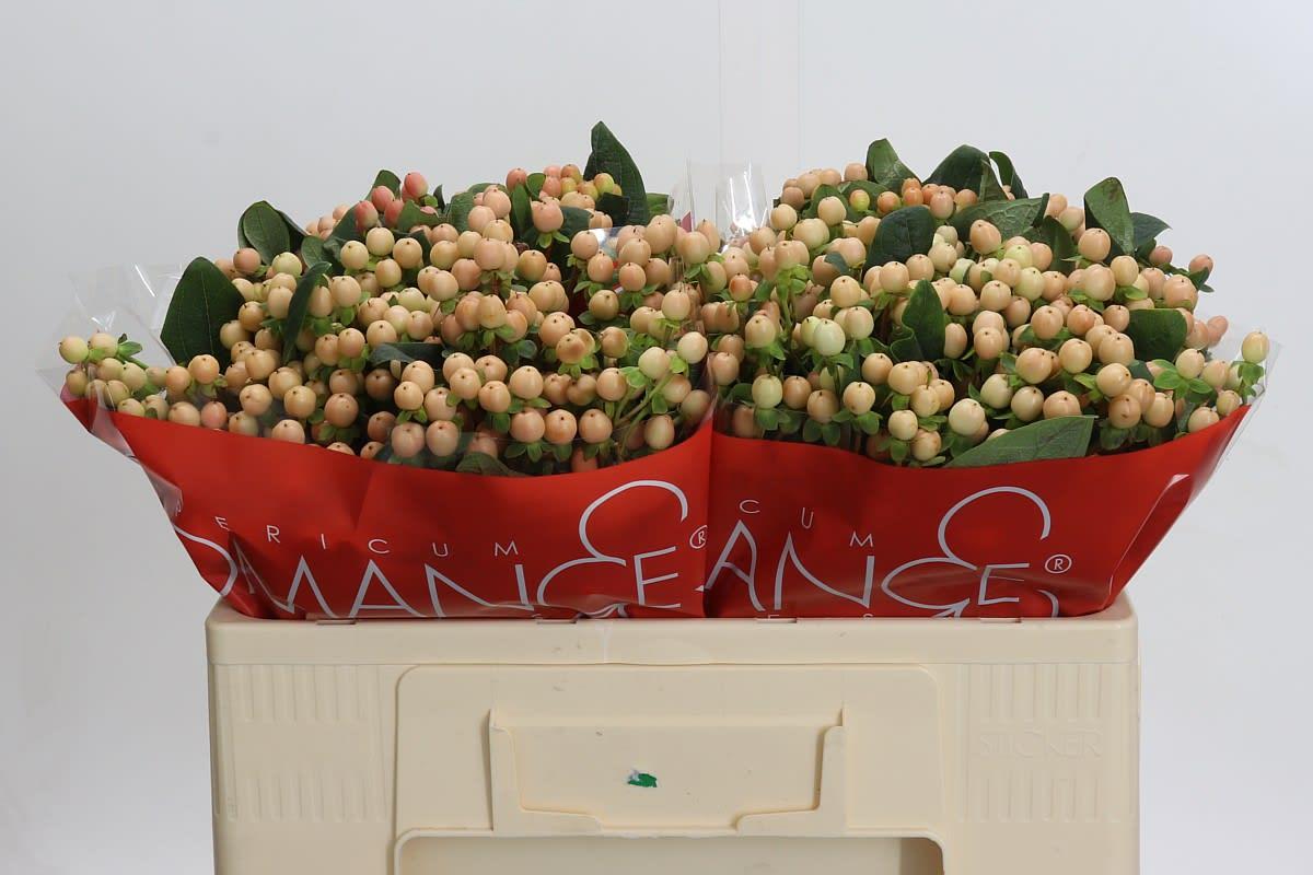 Срезанные цветы оптом Hypericum mellow romance от 100шт из Голландии с доставкой по России