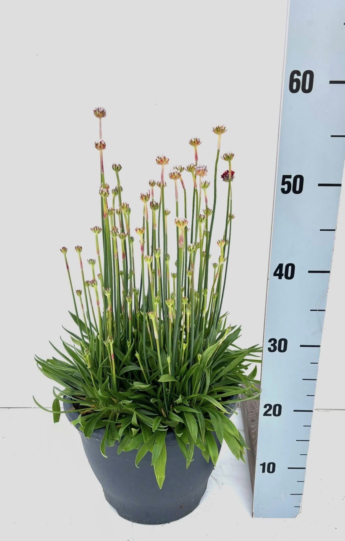 Горшечные цветы и растения оптом Arme Pseudarmeria от 1шт из Голландии с доставкой по России