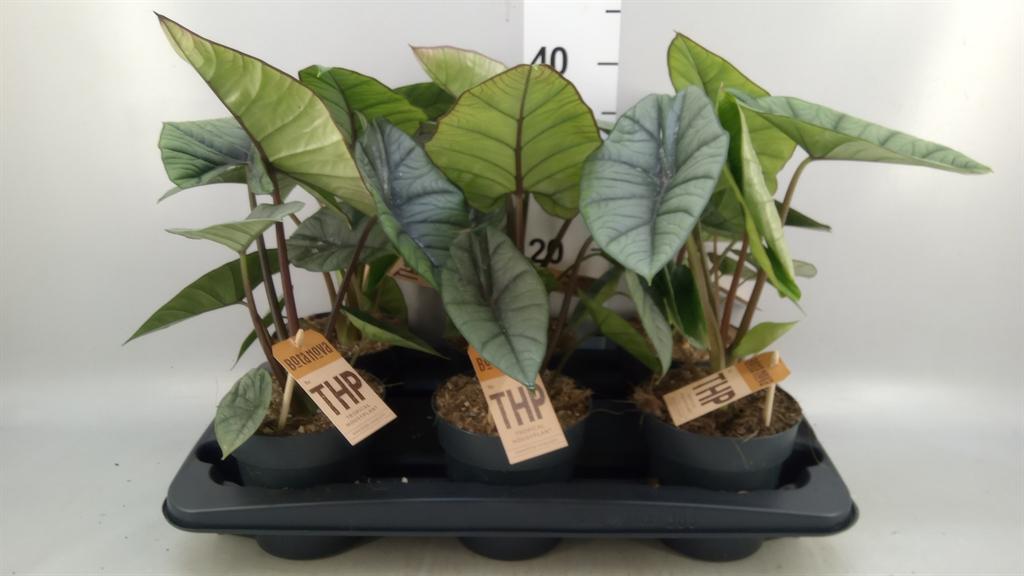 Горшечные цветы и растения оптом Alocasia platinum от 6шт (для телеги) из Голландии с доставкой по России