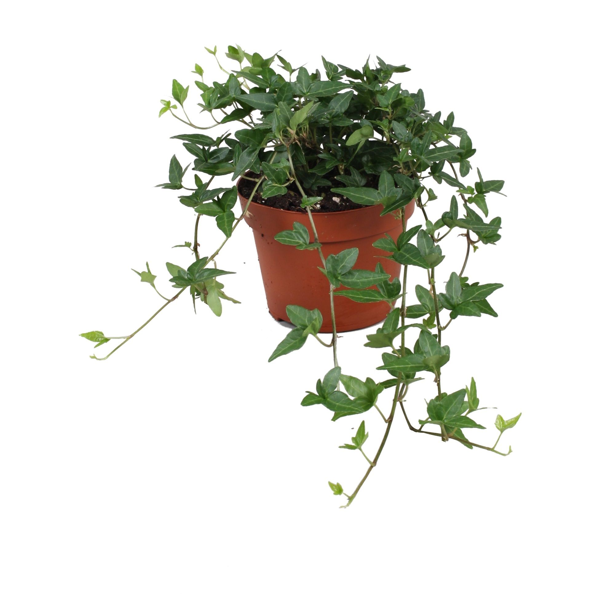 Горшечные цветы и растения оптом Hedera Helix Shamrock от 8шт из Голландии с доставкой по России