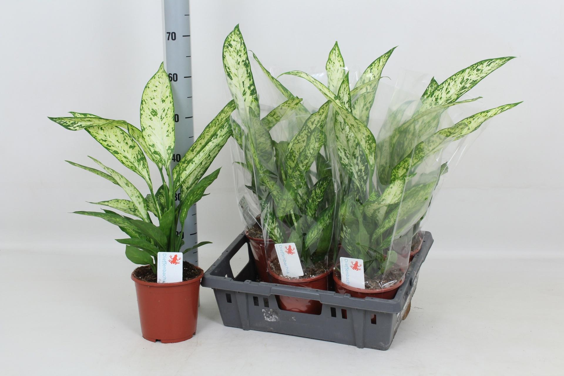 Горшечные цветы и растения оптом Dieff Vesuvius от 6шт из Голландии с доставкой по России