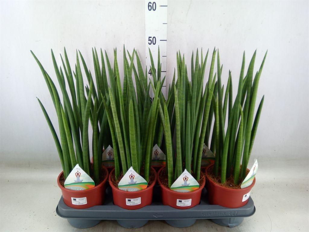 Горшечные цветы и растения оптом Sansevieria Cyl.  ... от 7шт из Голландии с доставкой по России
