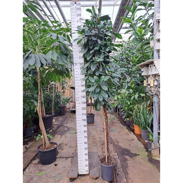 Горшечные цветы и растения оптом Ficus Cyathistipula Twisted Stam от 1шт из Голландии с доставкой по России