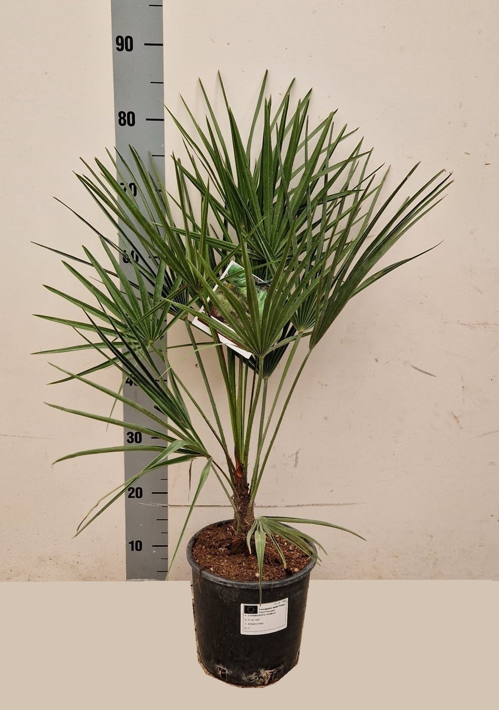 Горшечные цветы и растения оптом Cham Humilis от 4шт из Голландии с доставкой по России