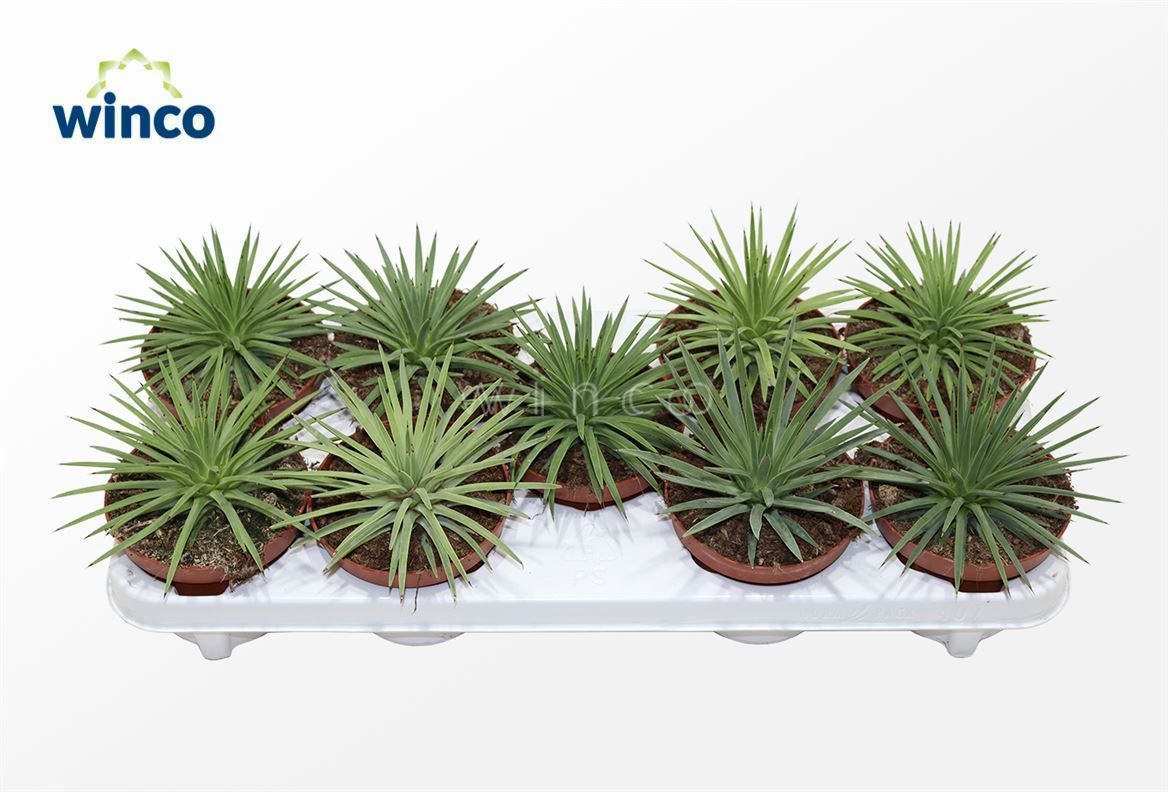 Горшечные цветы и растения оптом Agave Toumayena Bella от 9шт из Голландии с доставкой по России