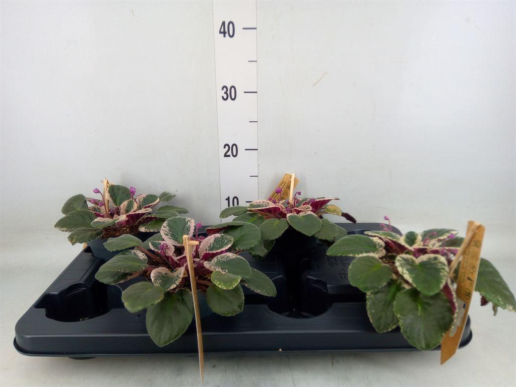 Горшечные цветы и растения оптом Saintpaulia   ... от 4шт (для телеги) из Голландии с доставкой по России