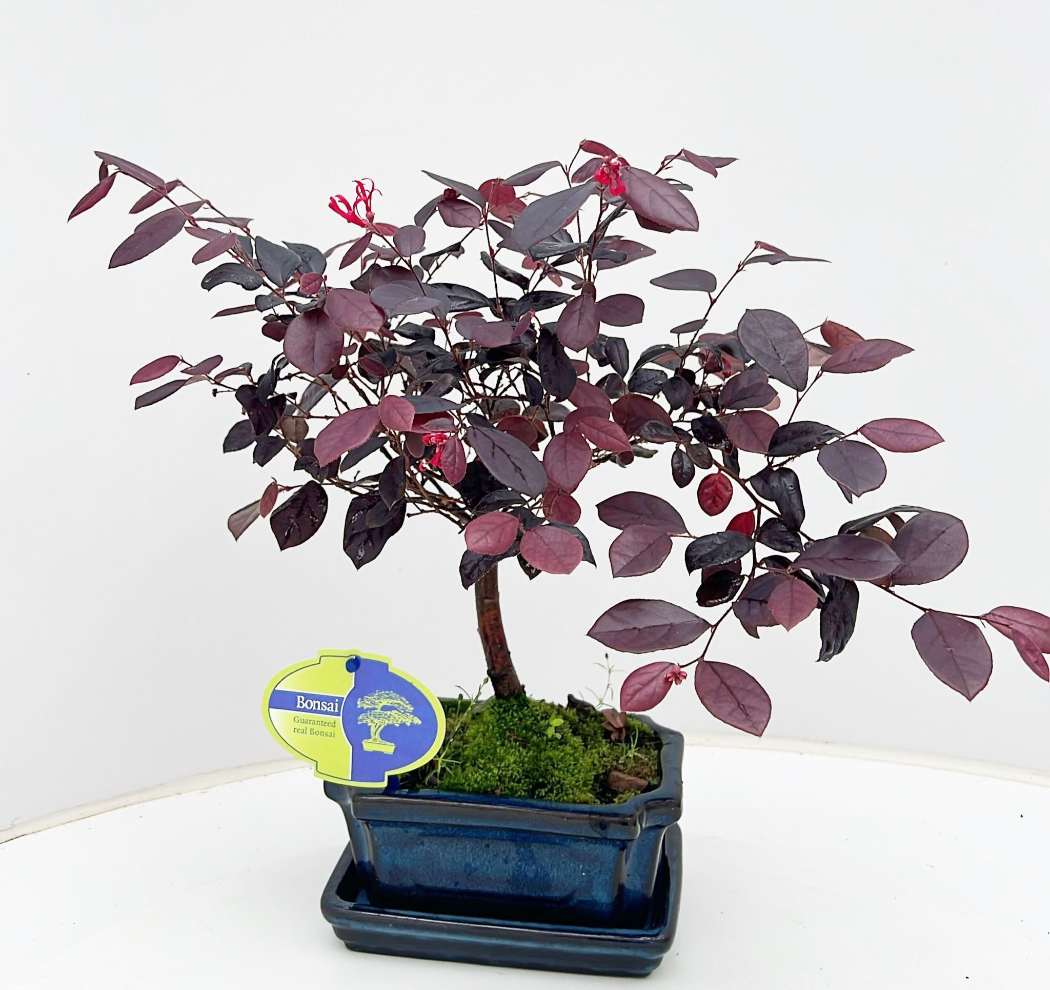 Горшечные цветы и растения оптом Loropetalum Rubra, 15 Cm Broom, With Drip Tray от 5шт из Голландии с доставкой по России