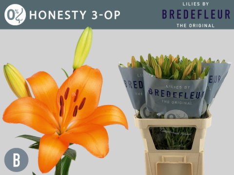 Срезанные цветы оптом Lilium la honesty от 60шт. из Голландии с доставкой по России