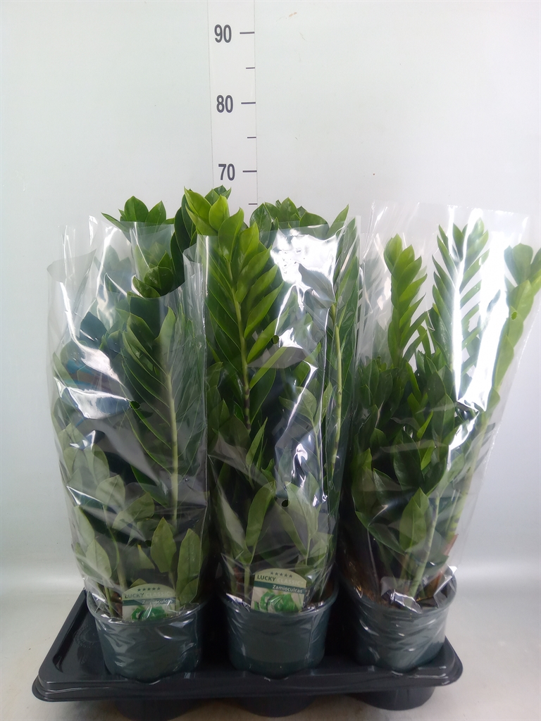 Горшечные цветы и растения оптом Zamioculcas Lucky Classic Shadow 6 от 6шт из Голландии с доставкой по России