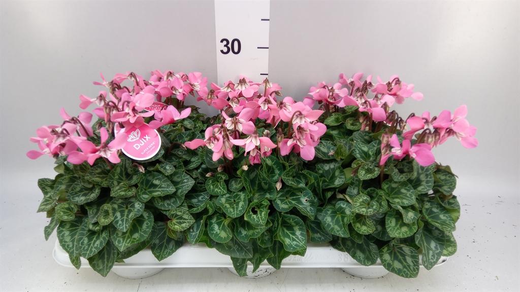Горшечные цветы и растения оптом Cyclamen Kl djix от 6шт (для телеги) из Голландии с доставкой по России