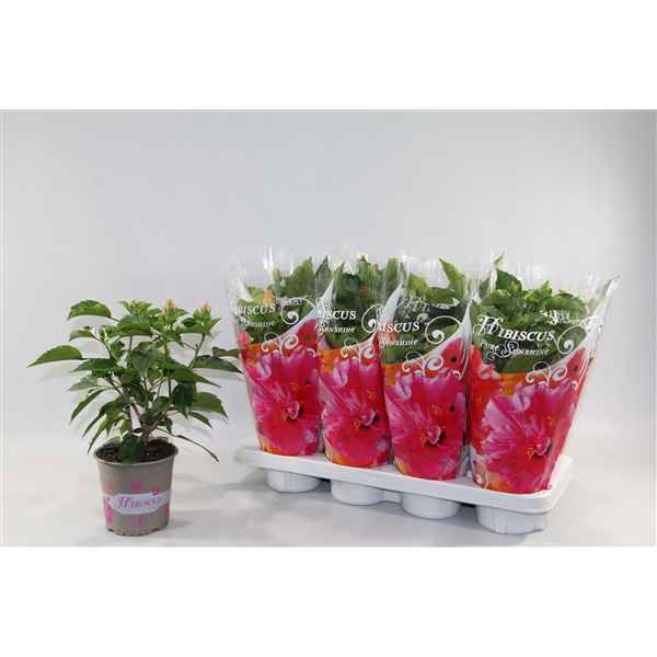Горшечные цветы и растения оптом Hibiscus Mix 4+ In Sleeve от 8шт из Голландии с доставкой по России