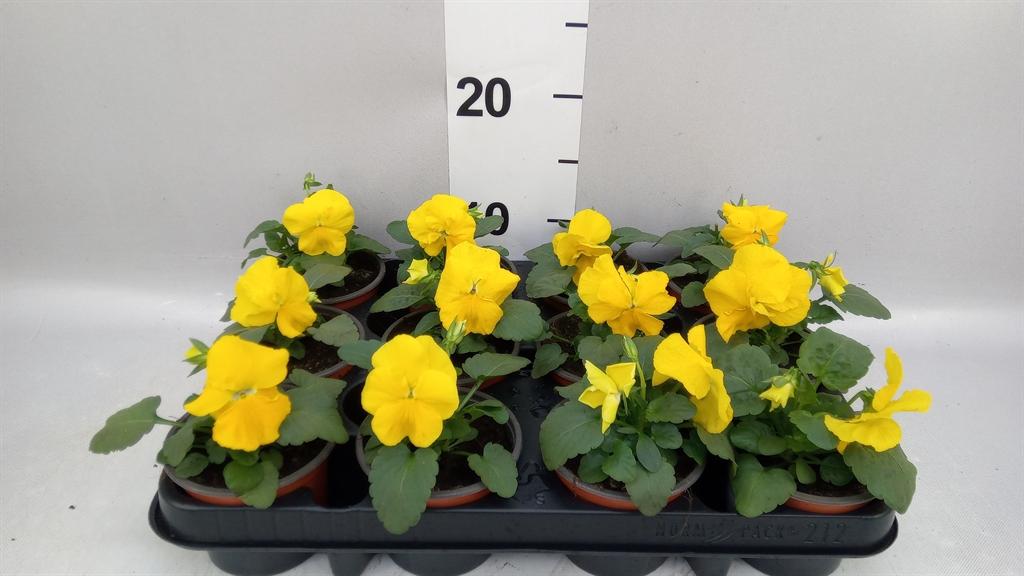 Горшечные цветы и растения оптом Viola Wr. matrix Yellow от 12шт (для телеги) из Голландии с доставкой по России