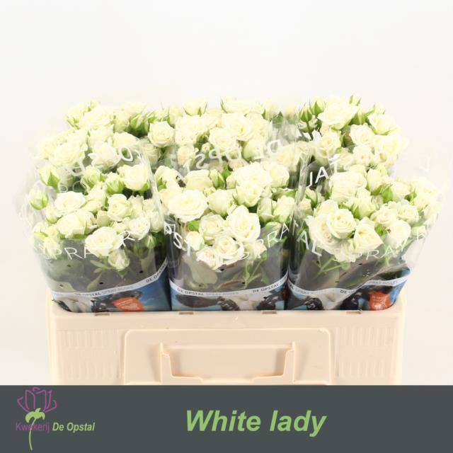 Срезанные цветы оптом Rosa spray white lady от 60шт из Голландии с доставкой по России