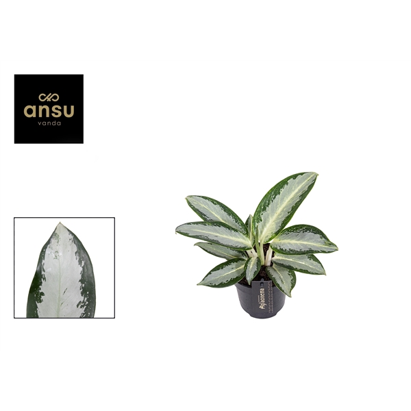 Горшечные цветы и растения оптом Aglaonema Silver Blue от 6шт из Голландии с доставкой по России