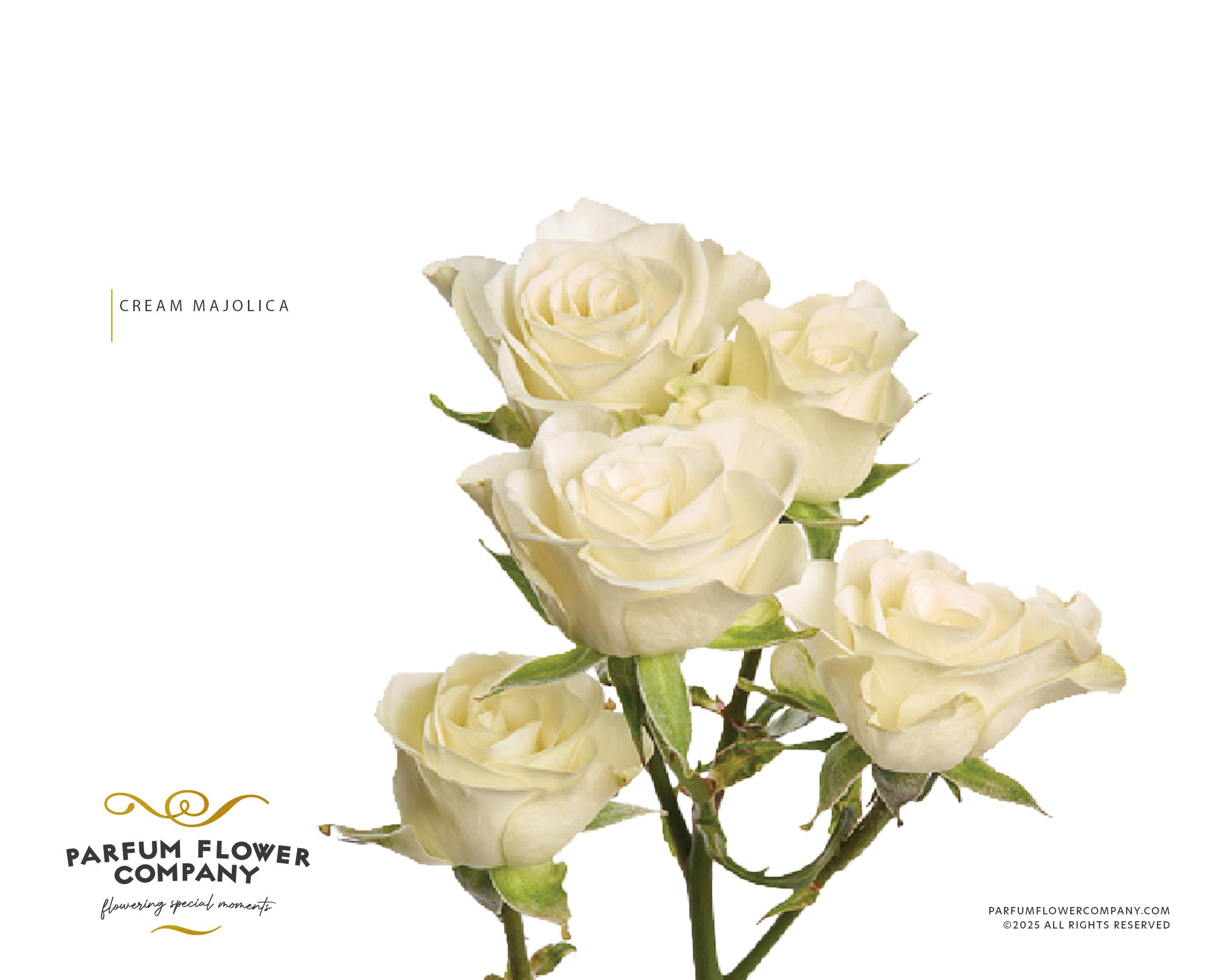 Срезанные цветы оптом Rosa spray garden cream majolica от 36шт из Голландии с доставкой по России