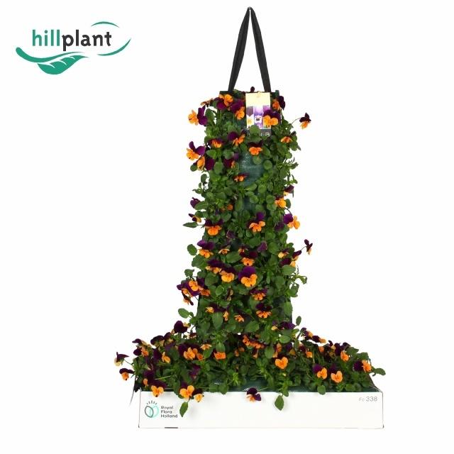 Горшечные цветы и растения оптом Vio Co Em Or Pu Wing от 2шт из Голландии с доставкой по России