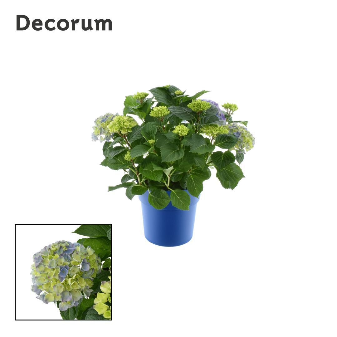 Горшечные цветы и растения оптом Hydrangea Bol Blue 7+ Ton Sur Ton от 1шт из Голландии с доставкой по России