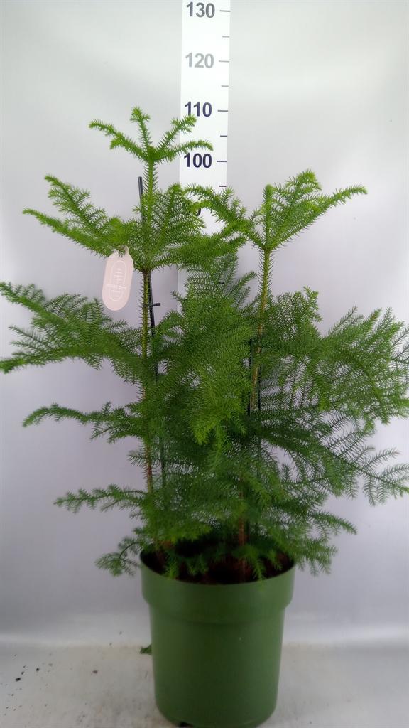 Горшечные цветы и растения оптом Araucaria Heterophylla от 1шт из Голландии с доставкой по России