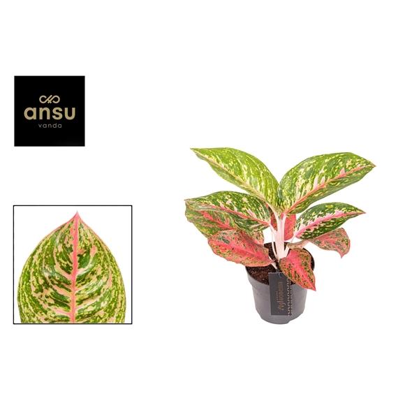 Горшечные цветы и растения оптом Aglaonema Red Reflections от 6шт из Голландии с доставкой по России