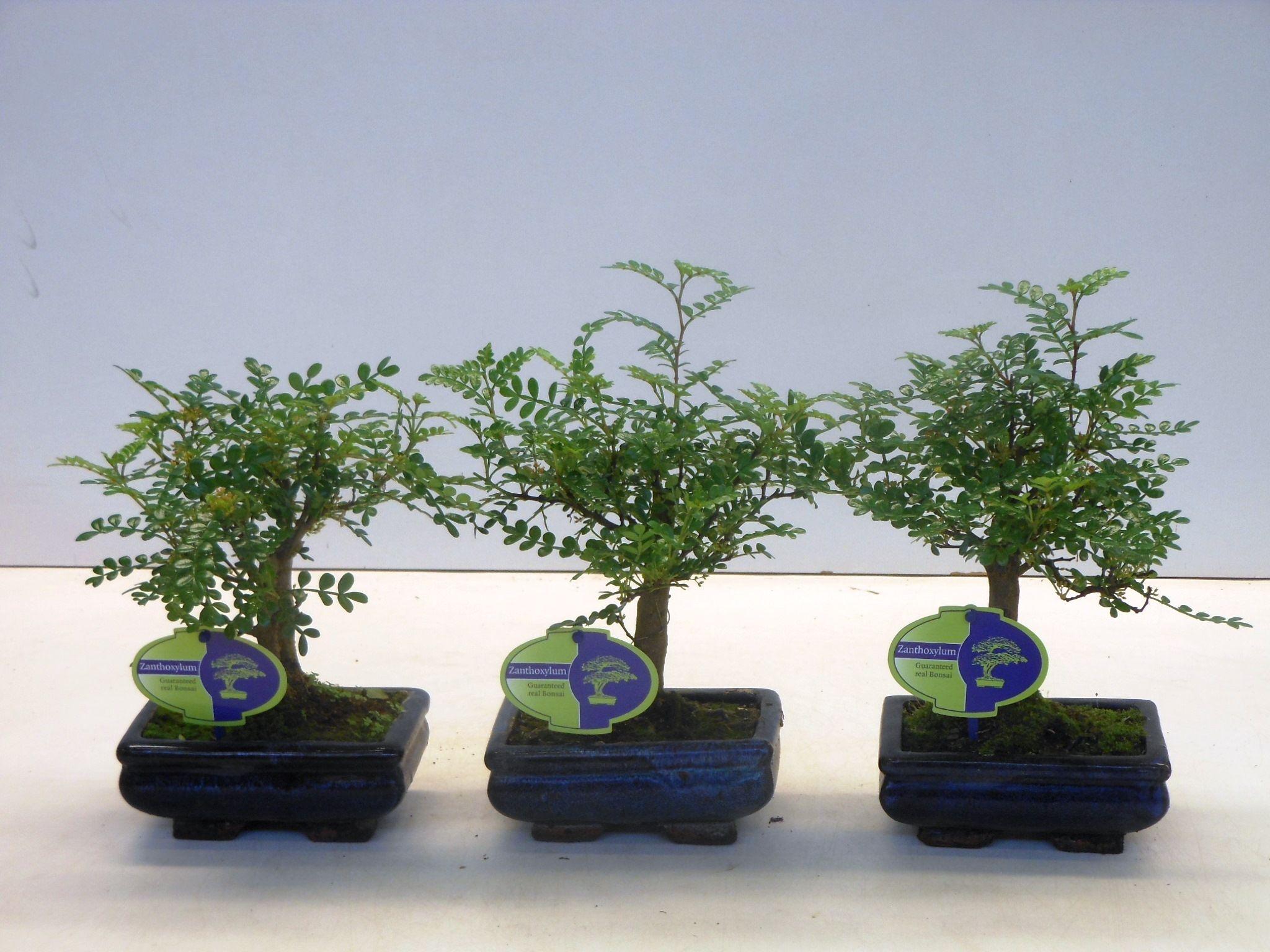 Горшечные цветы и растения оптом Zanthoxylum Piperitum Broom Without Dip Tra от 10шт из Голландии с доставкой по России