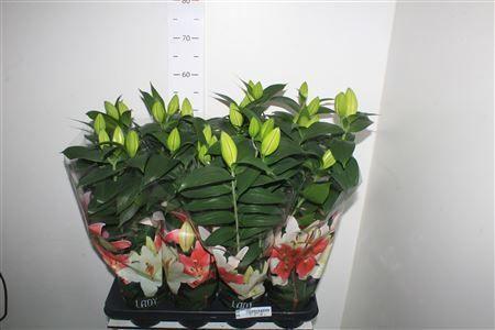 Горшечные цветы и растения оптом Lil Or Sunny Robyn от 8шт из Голландии с доставкой по России