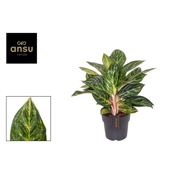 Горшечные цветы и растения оптом Aglaonema Peach Pearl от 3шт из Голландии с доставкой по России