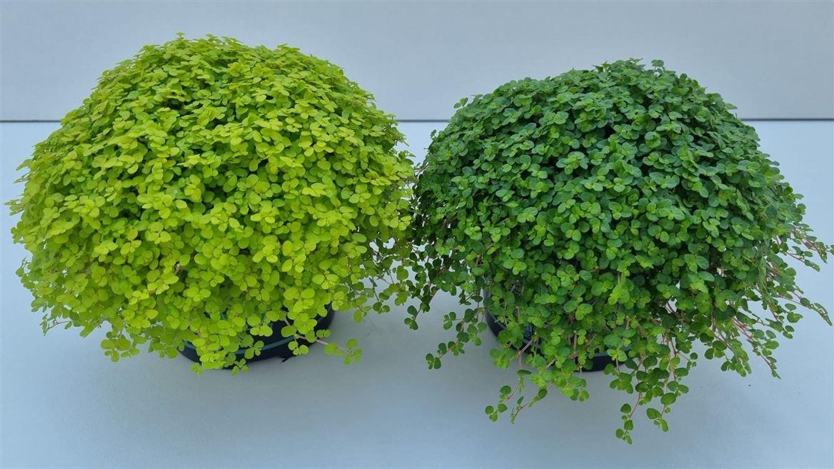 Горшечные цветы и растения оптом Soleirolia So Gemengd от 8шт из Голландии с доставкой по России