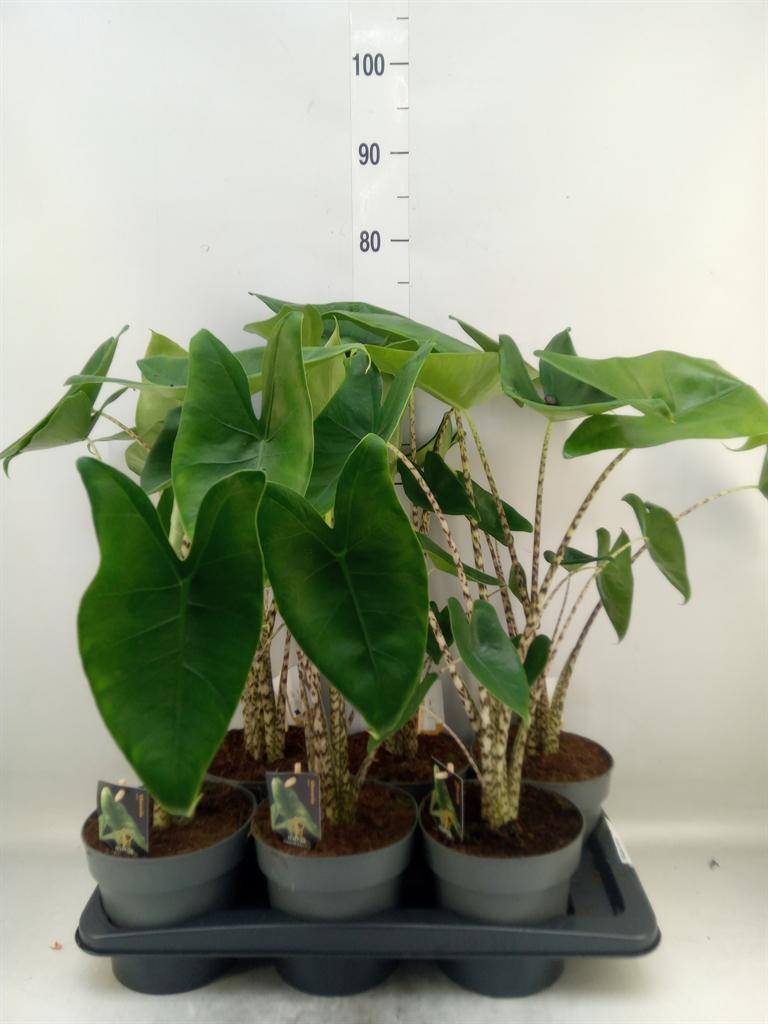 Горшечные цветы и растения оптом Alocasia Zebrina от 6шт (для телеги) из Голландии с доставкой по России