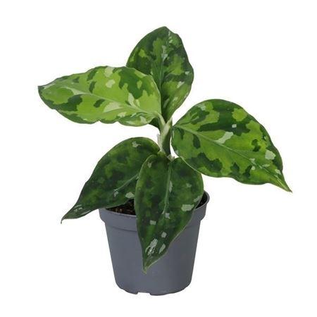 Горшечные цветы и растения оптом Aglaonema Pictum Tricolor 6 Cm от 12шт (для телеги) из Голландии с доставкой по России Горшечные цветы и растения оптом Aglaonema Pictum Tricolor 6 Cm от 12шт (для телеги) из Голландии с доставкой по России