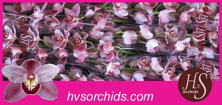 Срезанные цветы оптом Cymbidium pink skyline от 6шт из Голландии с доставкой по России