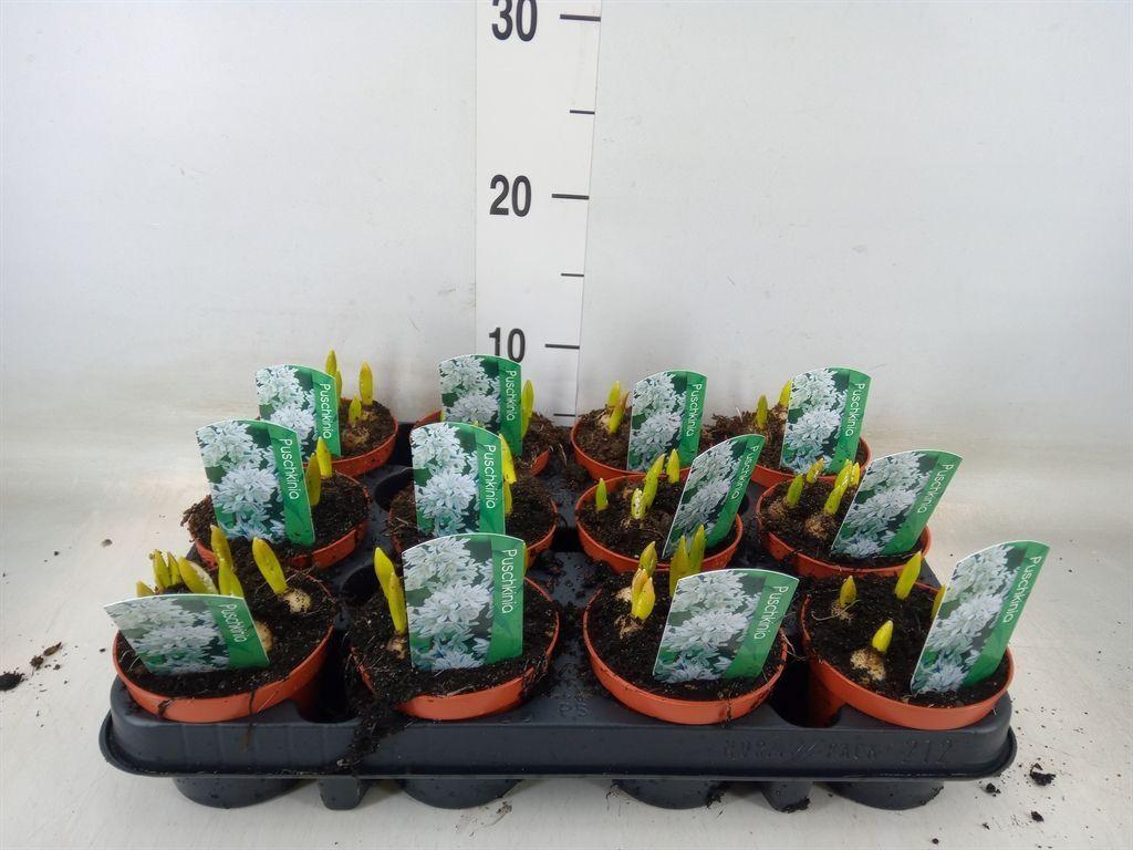 Горшечные цветы и растения оптом Puschkinia Scilloides от 12шт (для телеги) из Голландии с доставкой по России