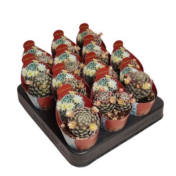 Горшечные цветы и растения оптом Mammillaria Duwei Potcover от 12шт (для телеги) из Голландии с доставкой по России