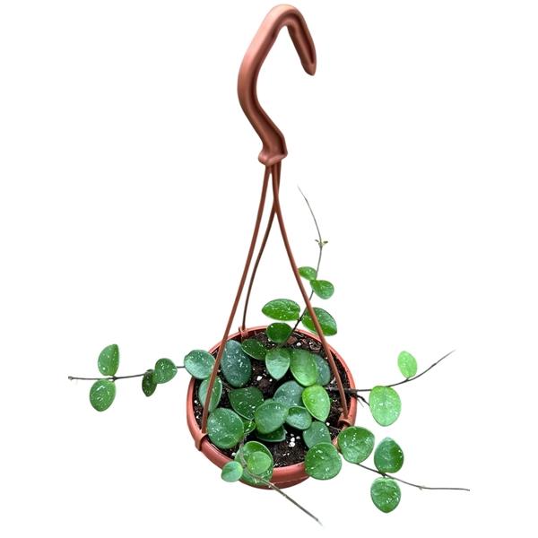 Горшечные цветы и растения оптом Hoya Mathilde от 1шт из Голландии с доставкой по России