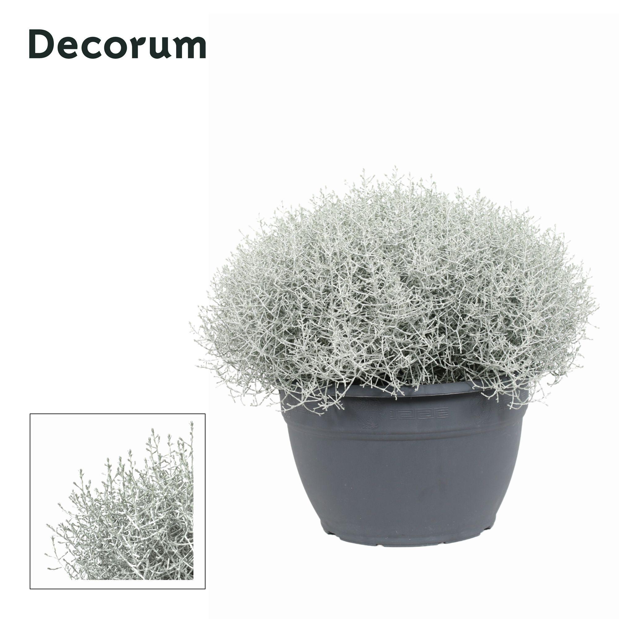 Горшечные цветы и растения оптом Leucophyta (calocephalus) Brownii (decorum) от 1шт из Голландии с доставкой по России