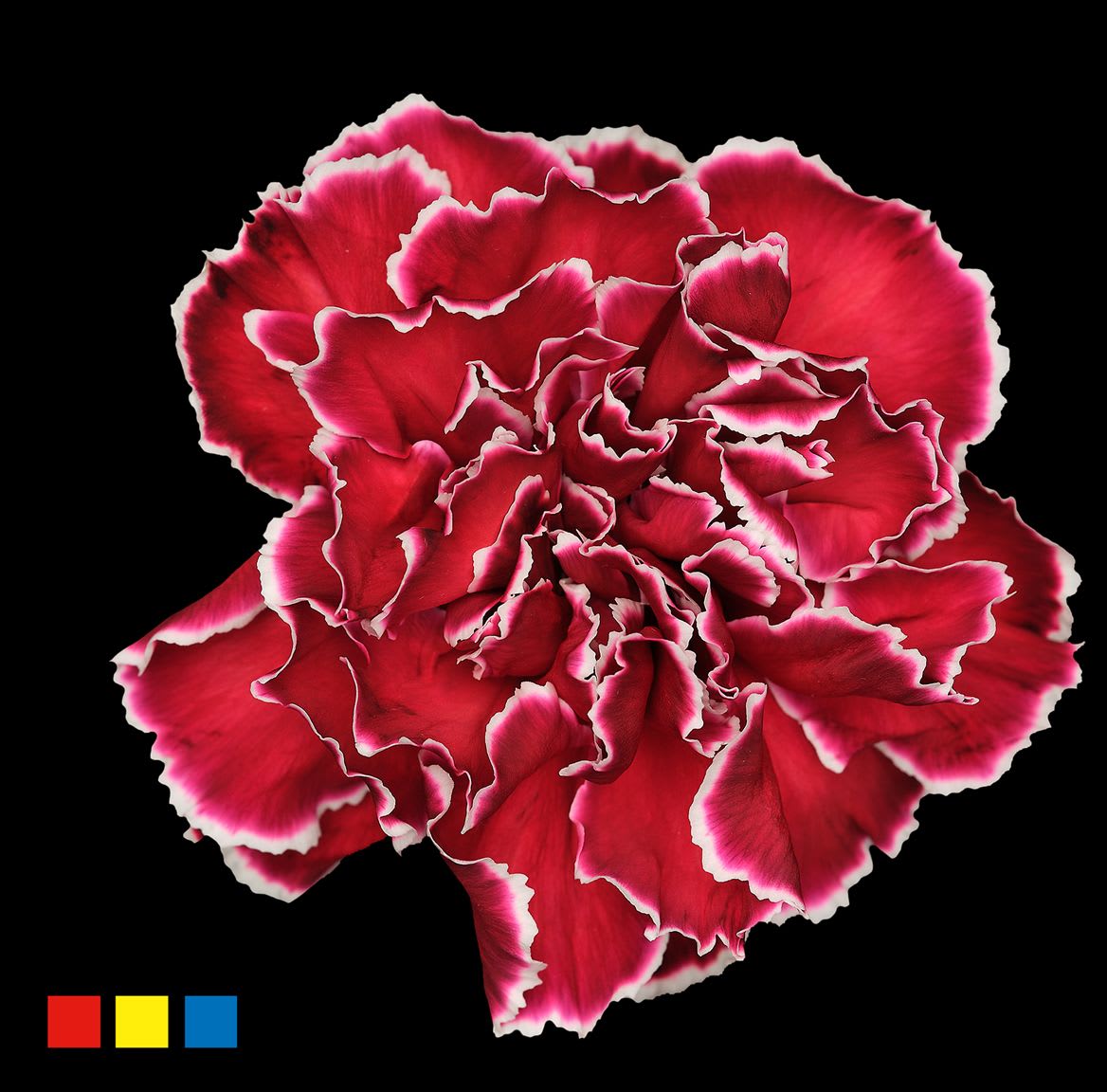 Срезанные цветы оптом Dianthus st paint bordeaux от 80шт из Голландии с доставкой по России