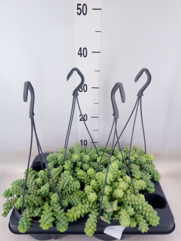 Горшечные цветы и растения оптом Sedum Burrito от 4шт из Голландии с доставкой по России