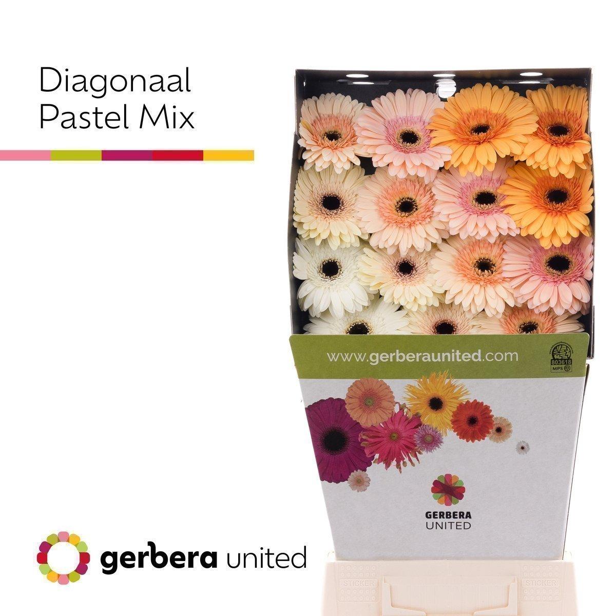 Срезанные цветы оптом Gerbera diamond mix pastel от 45шт из Голландии с доставкой по России