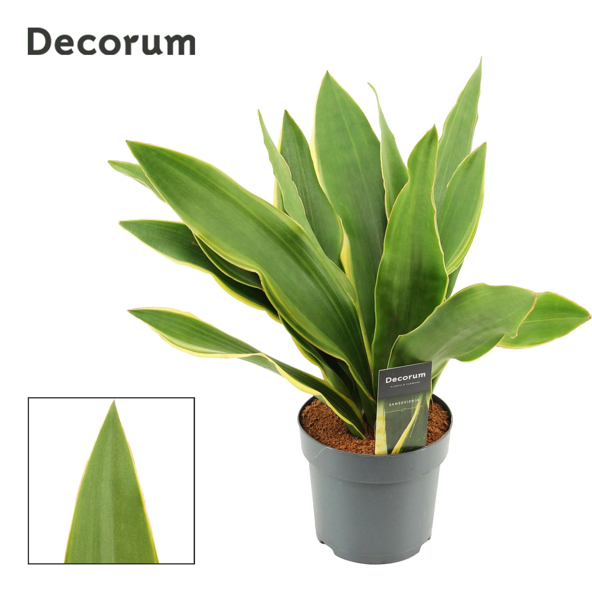 Горшечные цветы и растения оптом Sansevieria Aubrytiana 14 Cm Yellow Edge (decorum) от 7шт из Голландии с доставкой по России