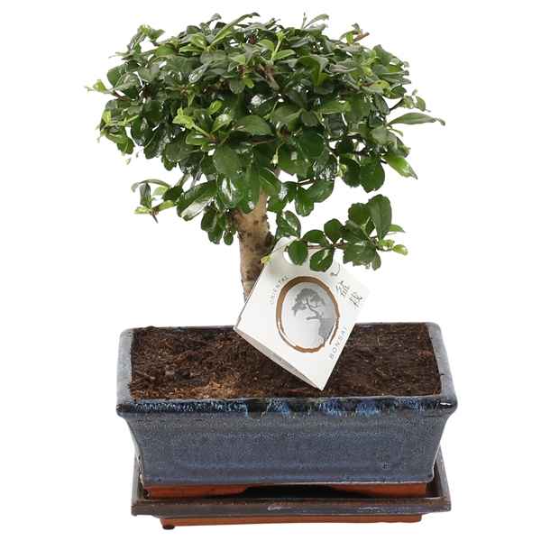 Горшечные цветы и растения оптом Bonsai Carmona In Ceramic Ball Shape от 6шт из Голландии с доставкой по России