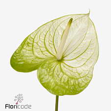 Срезанные цветы оптом Anthurium extase от 16шт из Голландии с доставкой по России