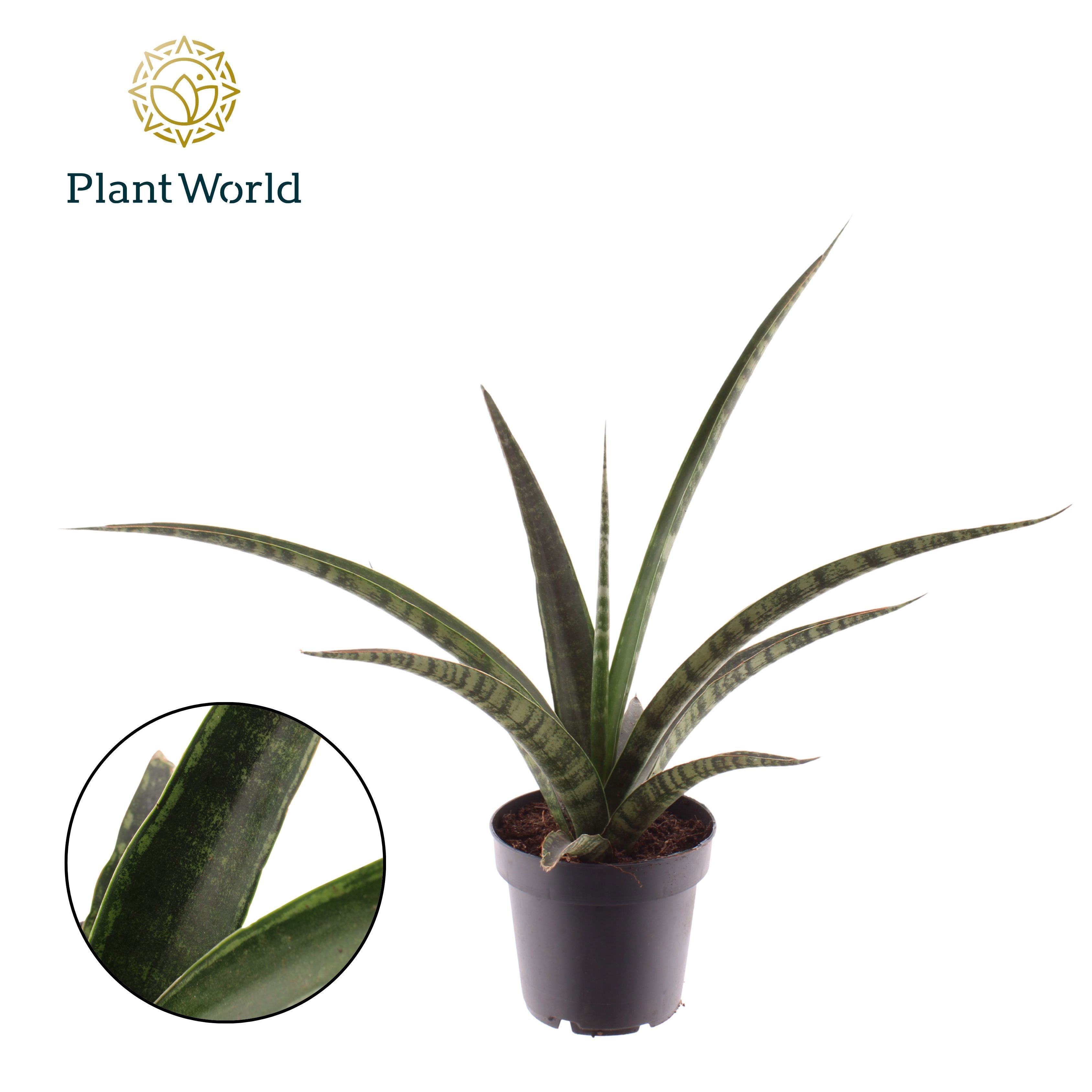 Горшечные цветы и растения оптом Sansevieria Trifasciata Megan от 6шт из Голландии с доставкой по России