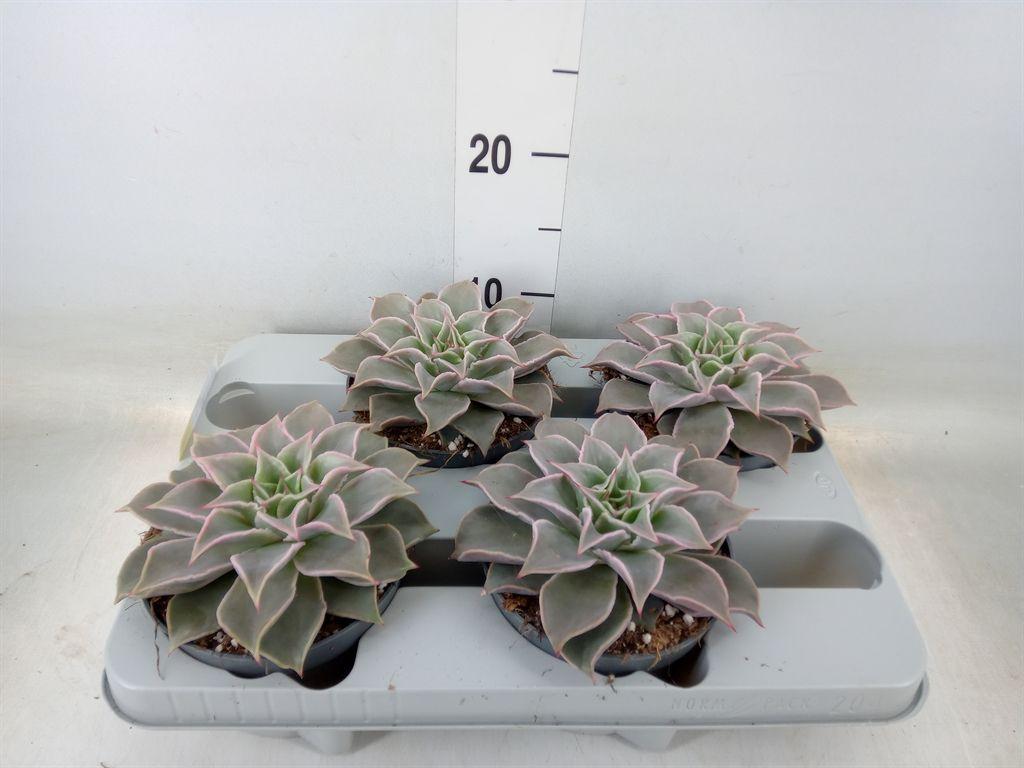 Горшечные цветы и растения оптом Echeveria   ... от 4шт из Голландии с доставкой по России
